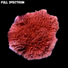 MM Montipora capricornis rot