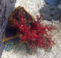 Pseudocolochirus violaceus - Bunte Seegurke oder Seeapfel