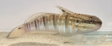 Amblygobius phalaena - Bagger-Grundel (Einzeltiere)