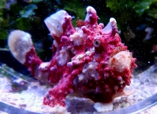 Bild zu Antennarius  - Anglerfisch (Beispielbild, diverse Farbmorphen)