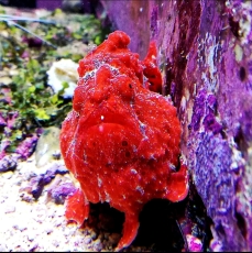 Bild zu Antennarius  - Anglerfisch (Beispielbild, diverse Farbmorphen)