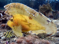 Taenianotus triacanthus (gelbe Farbmorphe) Schaukelfisch