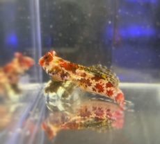 Bild zu Synchiropus stellatus/marmoratus - Starry dragonet