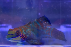 Bild zu Synchiropus splendidus - Mandarin-Leierfisch (Einzeltiere)