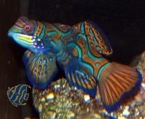 Synchiropus splendidus - Mandarin-Leierfisch - Männchen