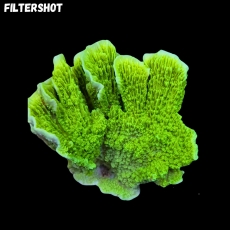 MM Montipora grün