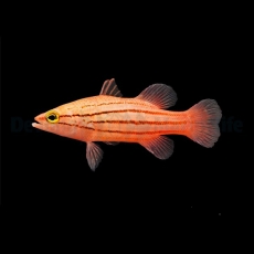 Liopropoma susumi - Meteor perch