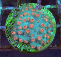 MM Cyphastrea microphthalma 