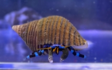 Bild zu Calcinus elegans - Blauer Halloween-Einsiedlerkrebs