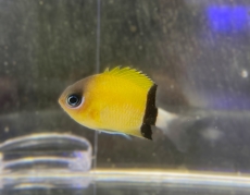 Bild zu Pycnochromis (ehemals Chromis) retrofasciatus - Schwalbenschwänzchen