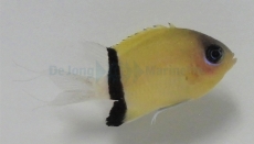 Chromis retrofasciata - Black-bar chromis