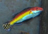 Cirrhilabrus naokoae - Zwerglippfisch