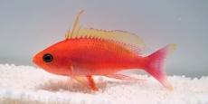 Pseudanthias pulcherrimus Männchen - Fahnenbarsch