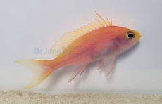 Pseudanthias pulcherrimus Weibchen - Fahnenbarsch