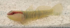 Elacatinus (Gobiosoma) multifasciatus - Grünstreifen-Grundel