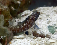 Emblemaria (Acanemblemaria) sp. - Hechtschleimfisch
