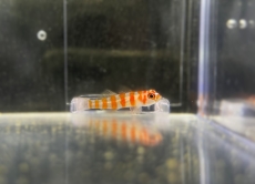 Bild zu Trimma cana - Zuckerstangen-Grundel