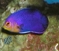 Centropyge argi - Blauer Zwergkaiserfisch (PAAR)