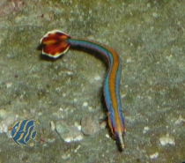 Doryrhamphus excisus (PAAR) - Blaustreifenseenadel - Vorbestellung (derzeit längere Wartezeit)