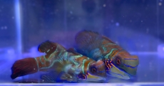 Bild zu Synchiropus splendidus - Mandarin-Leierfisch (PAAR) - Vorbestellung