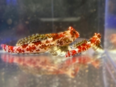 Bild zu Synchiropus stellatus/marmoratus - Stern-Leierfisch (PAAR) - Vorbestellung