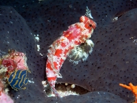 Synchiropus stellatus/marmoratus - Stern-Leierfisch (PAAR) - Vorbestellung