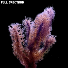 MM Plexaurella spp