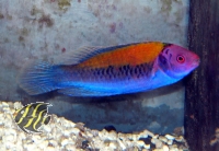 Cirrhilabrus aurantidorsalis - Orangerücken-Zwerglippfisch