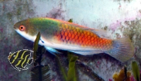 Cirrhilabrus cyanopleura - Gelbseiten-Zwerglippfisch Männchen