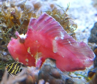 Taenianotus triacanthus (rote Farbmorphe) Schaukelfisch