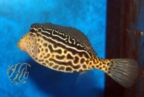 Ostracion solorensis Männchen - Kofferfisch