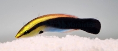 Labroides pectoralis - Multicolor Putzerlippfisch