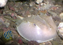 Limulus polyphemus-Atlantischer Pfeilschwanzkrebs