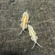 Bild zu Berghia stephanieae (verrucosa) - Glasrosenfressende Nacktschnecke