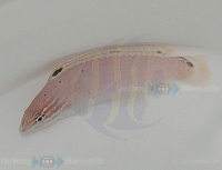 Bild zu Halichoeres trispilus - Weißlippfisch oder Dreipunktlippfisch
