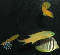 Bild zu Assessor flavissimus - Gelber Mirakelbarsch - NACHZUCHTEN