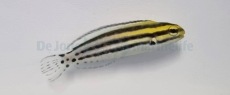 Meiacanthus grammistes - Zebra-Schleimfisch - NACHZUCHTEN