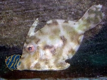 Acreichthys tomentosus - Seegras- oder Tangfeilenfisch (PAAR)