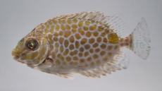 Siganus guttatus - Kaninchenfisch