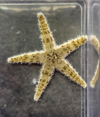 Bild zu Archaster angulatus - Sandseestern