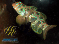 Synchiropus picturatus - LSD-Leierfisch (Weibchen) - Vorbestellung