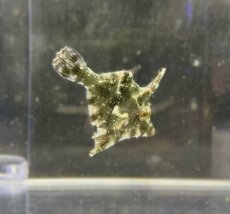 Bild zu Acreichthys tomentosus - Seegras- oder Tangfeilenfisch / NACHZUCHTEN S