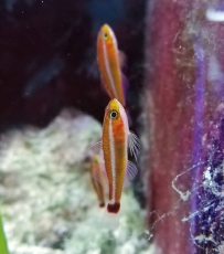 Bild zu Trimma tevegae, Blaustreifen-Höhlengrundel