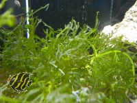 Bild zu Caulerpa serrulata