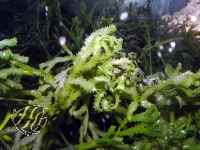 Bild zu Caulerpa serrulata