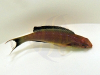 Cirrhilabrus brunneus (male)