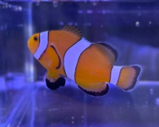 Bild zu Amphiprion ocellaris-falscher Clown Anemonenfisch-NACHZUCHTEN