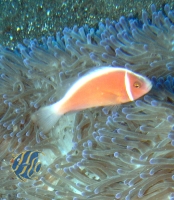 Amphiprion perideraion - Halsbandanemonenfisch