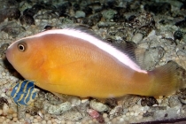 Amphiprion sandaracinos - Weißrücken Anemonenfisch