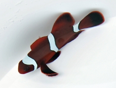 Amphiprion (ehem. Premnas) biaculeatus-Samtanemonenfisch(weiße Binden) - NZ / Nur Einzeltiere!